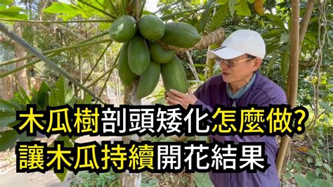 樹頭處理|木瓜樹剖頭矮化